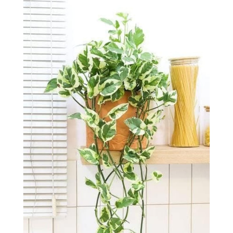 EverGreen Cascade! 3.6ft Faux Vine Trio--Easy to Grow Houseplant