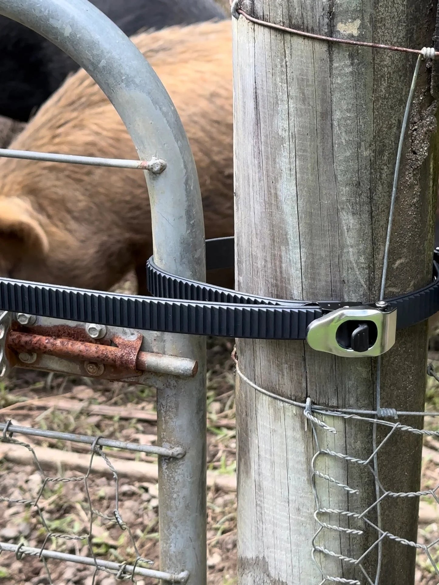 Grip Lock Straps
