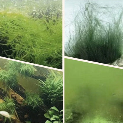 Algae & Moss Remover for Fish Tank - Safe Water Purification