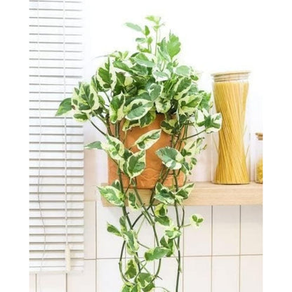 EverGreen Cascade! 3.6ft Faux Vine Trio--Easy to Grow Houseplant