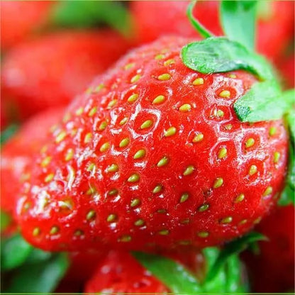 🏆Flash Sale⚡ 50K+ SOLD! Almost Gone-💥🔥All-year-round strawberry seeds🍓,Best Gifts