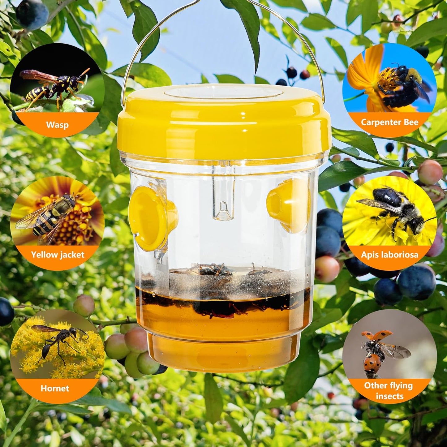 🔥✨Bee & Wasp Trap